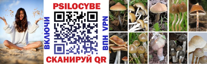 наркота  Волоколамск  Галлюциногенные грибы Psilocybe 